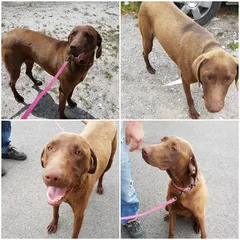 Chien trouvé Braque Allemand