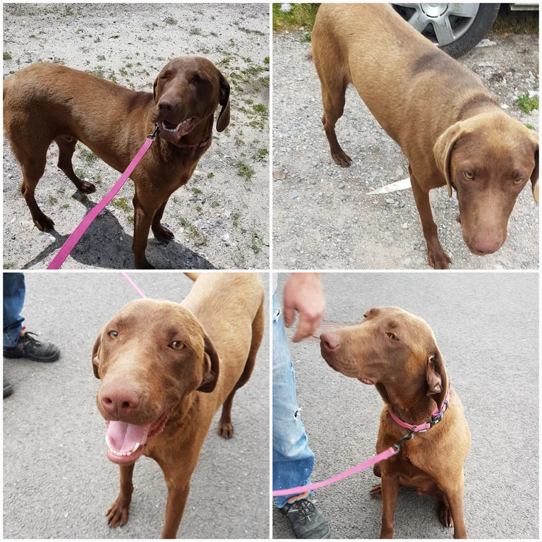 Chien trouvé