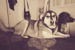 Chien perdu Croisé