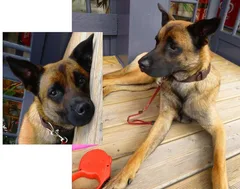 Chien perdu Berger Belge Malinois
