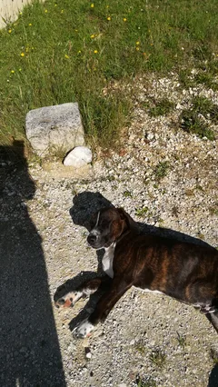 Chien trouvé Staffordshire Bull Terrier