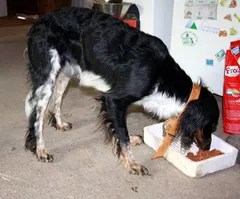 Chien trouvé Epagneul Français