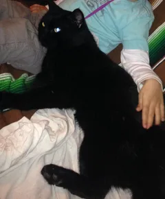 Chat perdu Sans race particulière