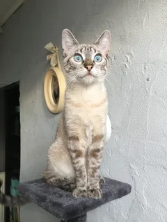 Chat perdu Siamois