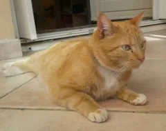 Chat perdu : Européen (Caramel)