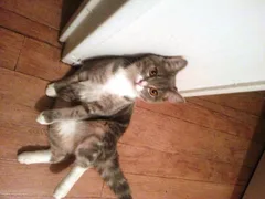 Chat perdu Européen