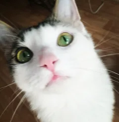 Chat perdu Croisé