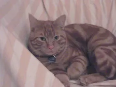 Chat perdu Européen
