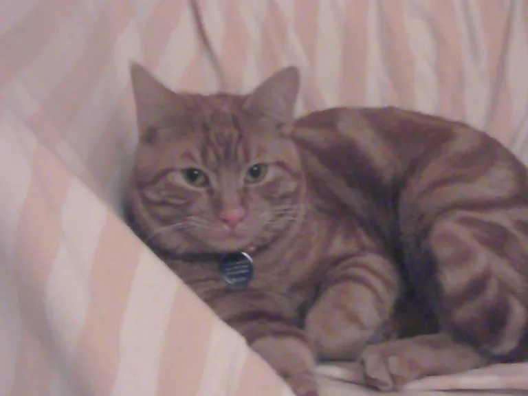 FILOU