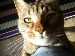 Chat perdu : Européen (marley)