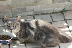 Chat trouvé Chat Tigre