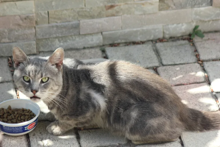 Chat trouvé
