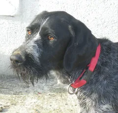 Chien perdu Drahthaar