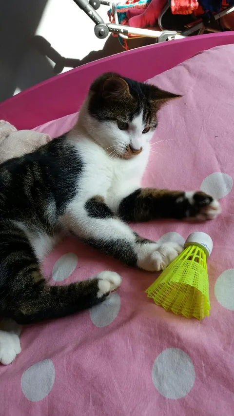 Simba