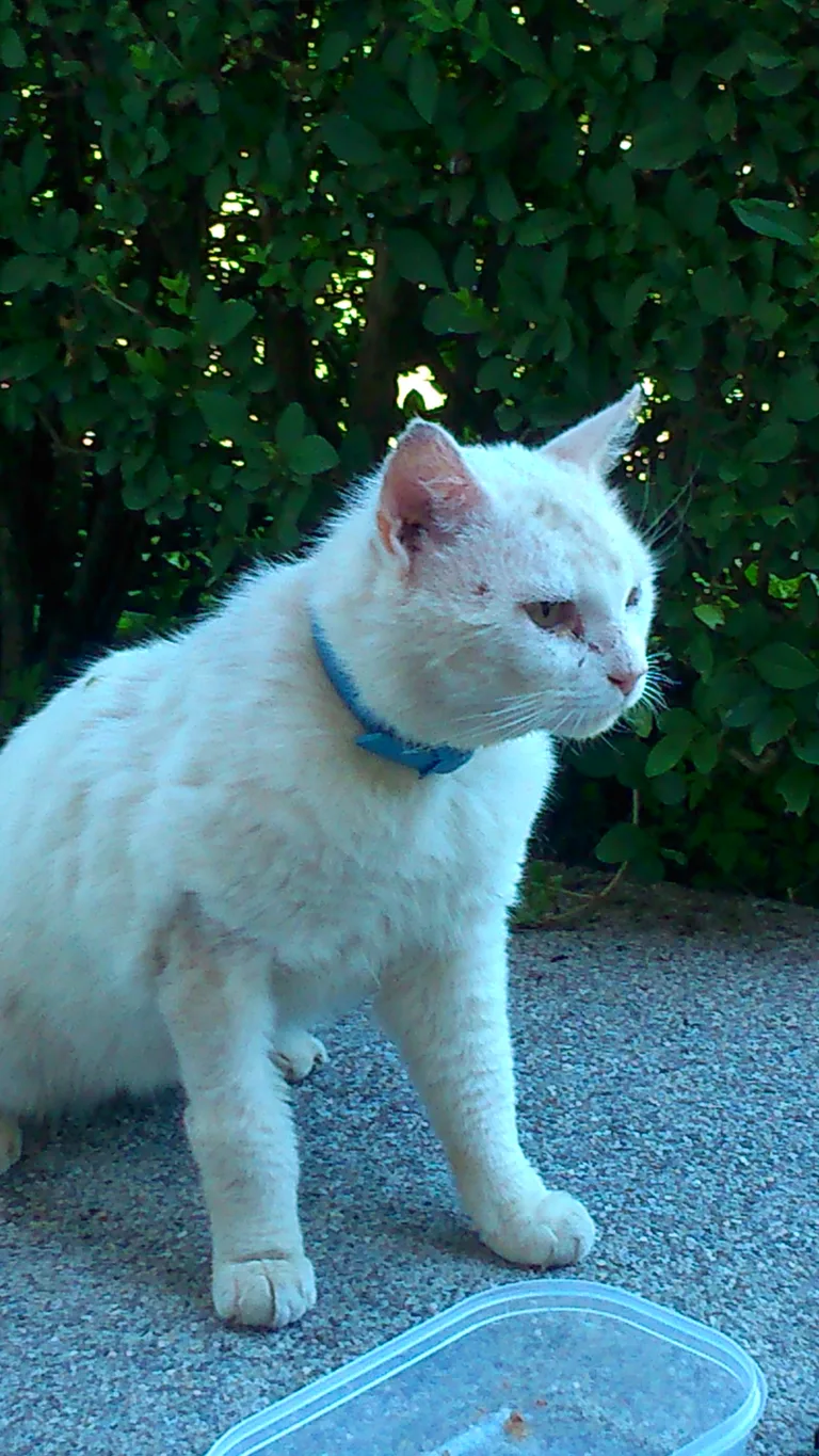 Chat trouvé