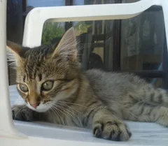 Chat trouvé Européen