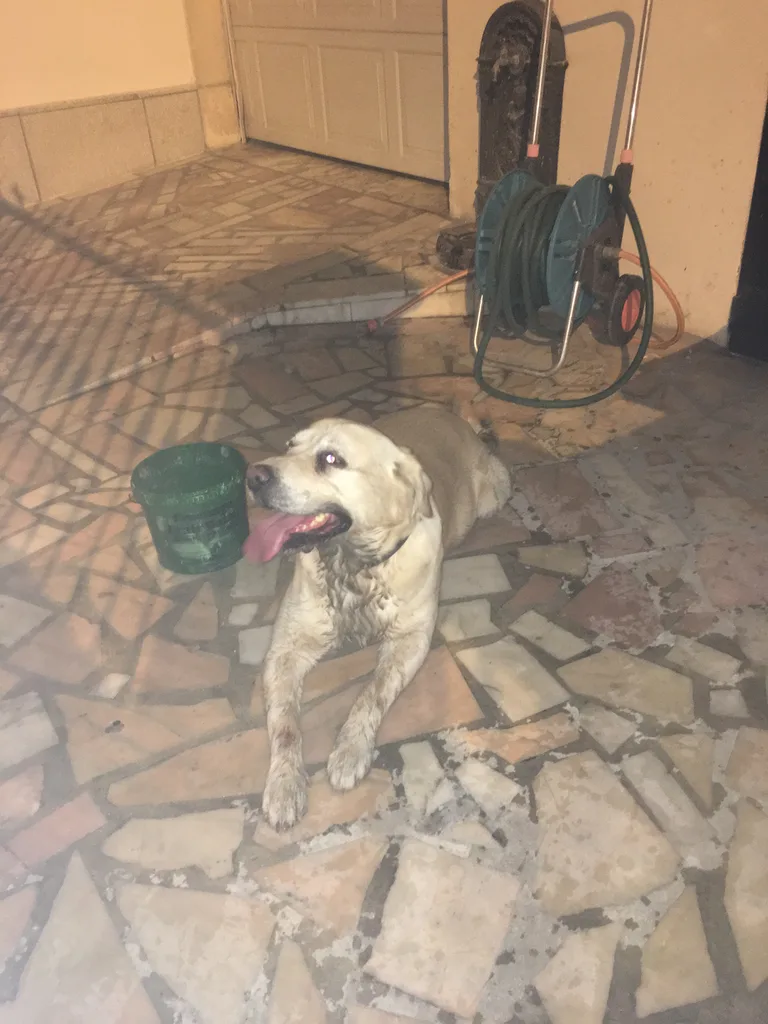 Chien trouvé