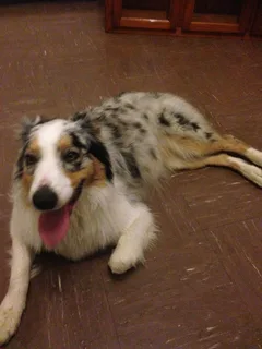 Chien trouvé Berger Australien