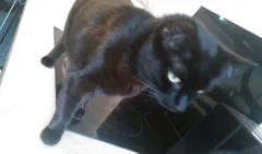 Chat perdu Sans race particulière