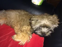 Chien perdu Shitzu