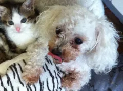 Chien perdu Bichon Bolognais