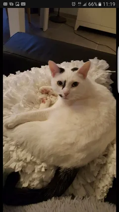 Chat perdu Européen