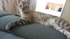 Chat perdu Européen