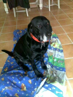 Chien perdu Labrador-Retriever