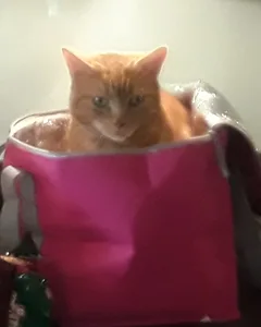 Chat perdu Européen