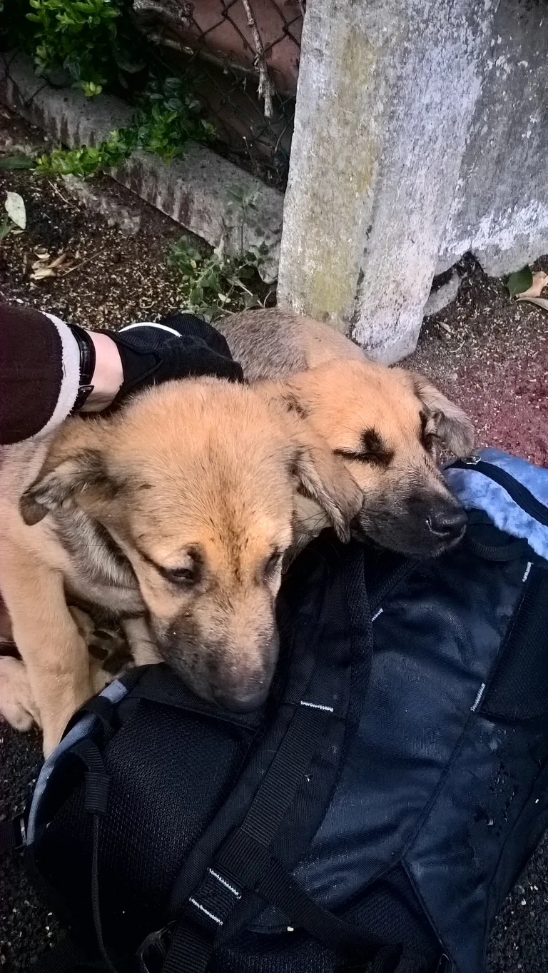 Chien trouvé