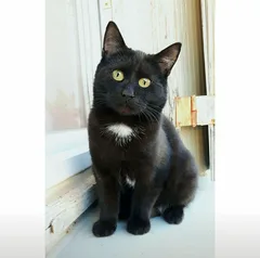 Chat perdu Européen