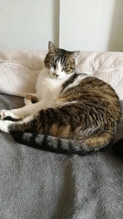 Chat perdu Européen