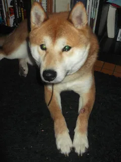 Chien perdu Shiba-Inu
