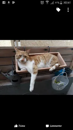 Chat perdu Européen