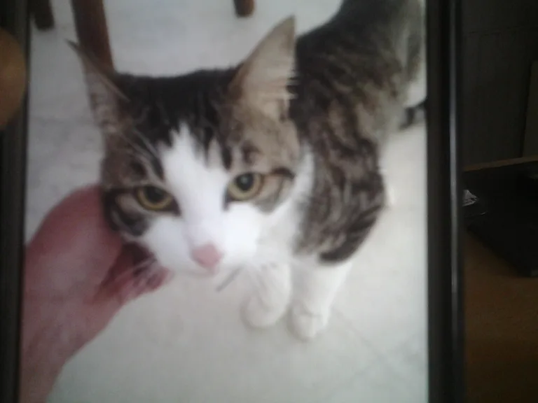 Chat trouvé