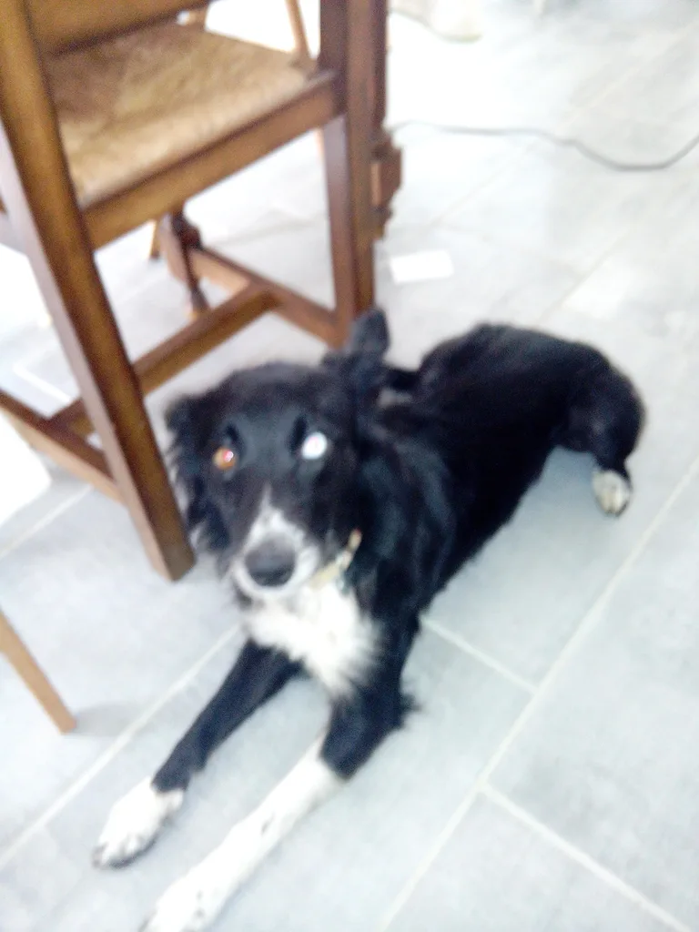 Chien trouvé