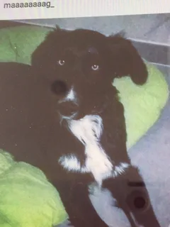 Chien perdu Border Collie
