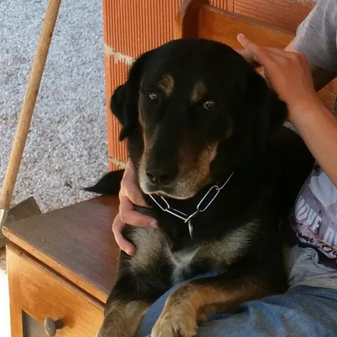 Jiji