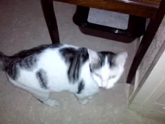 Chat perdu Européen