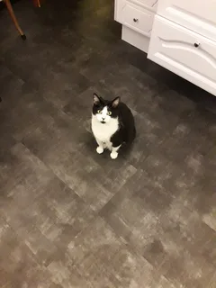 Chat perdu Européen