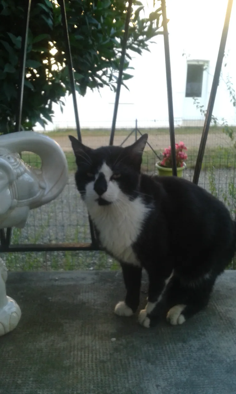 Chat trouvé