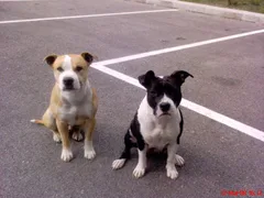 Chien perdu American-Staffordshire-Terrier