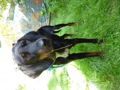 Chien trouvé Bruno du Jura