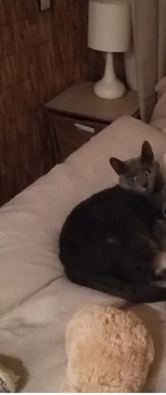 Chat perdu Européen