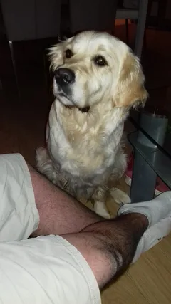Chien perdu Golden-Retriever