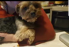 Chien perdu Yorkshire Terrier