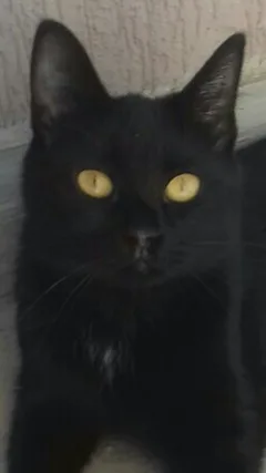Chat perdu Européen