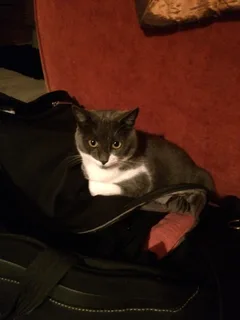Chat perdu Européen