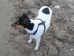 Chien perdu Jack-Russell-Terrier