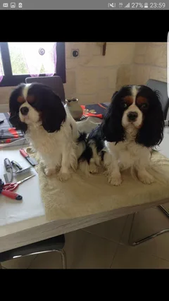 Chien perdu Cavalier King Charles